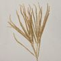 Ramo di cedro artificiale THEOBALD, glitter, oro, 60cm