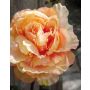 Peonia finta FABIENNE, arancione, 50cm