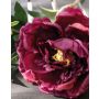 Peonia artificiale MARA, bordeaux, 75cm, Ø13cm
