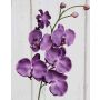 Ramo di orchidea phalaenopsis tessile XANDRA, lilla, 85cm