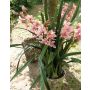 Orchidea Cymbidium artificiale MEDINA in vaso decorativo, rosa-giallo, 125cm