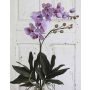 Orchidea phalaenopsis decorativa SCHARA, su stelo, viola-bianco, 105cm