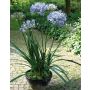 Agapanthus artificiale EVELYNN in vaso decorativo, blu, 130cm, Ø20-24cm