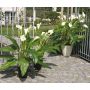 Calla artificiale LAURENCE, bianco, 130cm, 8x13cm