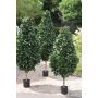 Cono di lauroceraso artificiale GEORGIOS, tronco naturale, frutti, 180cm