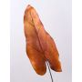 Foglia di caladium artificiale DONALD, arancione-marrone, 80cm