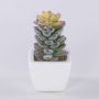 Pachyphytum oviferum artificiale ROBBIE, vaso di ceramica, verde, 13cm