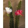Cactus artificiale regina della notte DOMENICA, fiore, rosa, 50cm