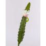 Cactus artificiale regina della notte DOMENICA, fiore, bianco, 50cm