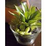 Composizione di succulente artificialI TIMOTHY in vetro, verde, 18cm