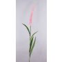 Pennisetum finto LEBRERO con pannocchie, rosa, 175cm