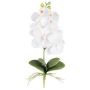 Fiore decorativo Phalaenopsis DRINTOR, bastoncino, radici, bianco, 40 cm