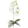 Fiore decorativo Phalaenopsis DRINTOR, bastoncino, radici, bianco-verde, 40 cm