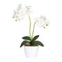Fiore decorativo Orchidea Phalaenopsis FRUXO, stelo, radici, bianco, 50 cm