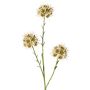 Ramo di allium artificiale ZEBU, color crema, 65 cm, Ø 6 cm