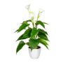 Fiore decorativo Calla VORLIM in vaso decorativo, radici aeree, bianco, 45 cm