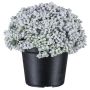 Pianta artificiale succulenta Sedum telephium NUKEF, bianca, 10cm