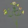 Ranuncolo artificiale YARIS, verde-rosa, 65cm, Ø3-4,5cm