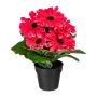 Fiore artificiale gerbera KROLVEN in vaso decorativo nero, fucsia, 27 cm