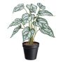 Pianta decorativa Caladium SNALHE, vaso decorativo, bianco-verde, 40 cm