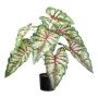 Pianta decorativa Caladium GRUSON, verde-rosso, 65 cm