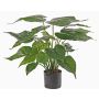 Alocasia cucullato artificiale AROA, verde, 50cm