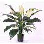 Spathiphyllum artificiale ABBY con fiori, bianco, 75cm