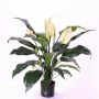 Spathiphyllum artificiale ABBY con fiori, bianco, 75cm