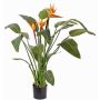 Strelizia finta DALILA, arancione-viola, 110cm, 17x22cm