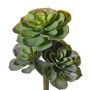 Echeveria sintetica NADIA, su stelo, verde-rosso, 30cm, Ø20cm