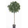 Pianta d'alloro finto ALEXIOS, tronco vero, frutti, 175cm, Ø55cm