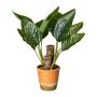 Pianta artificiale canna indiana NEXAR in vaso decorativo, verde, 45 cm