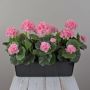 Gerani artificiali FLOREANA in fioriera, 3 pezzi, rosa chiaro, 40x15x35 cm
