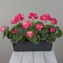 Gerani artificiali FLOREANA in fioriera, 3 pezzi, rosa scuro, 40x15x35 cm