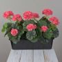 Gerani artificiali FLOREANA in fioriera, 3 pezzi, color salmone, 40x15x35 cm