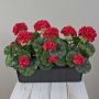 Gerani artificiali FLOREANA in fioriera, 3 pezzi, rossi, 40x15x35 cm