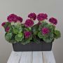 Gerani artificiali FLOREANA in fioriera, 3 pezzi, rosso bordeaux, 40x15x35 cm