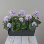 Gerani artificiali FLOREANA in fioriera, 3 pezzi, viola-bianco, 40x15x35 cm