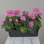 Gerani artificiali FLOREANA in fioriera, 3 pezzi, viola, 40x15x35 cm