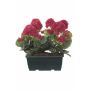 Gerani artificiali FLOREANA in fioriera, 2 pezzi, rosa, 24x11x35 cm