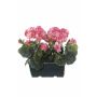Gerani artificiali FLOREANA in fioriera, 2 pezzi, rosa scuro, 24x11x35 cm