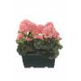 Gerani artificiali FLOREANA in fioriera, 2 pezzi, color salmone, 24x11x35 cm