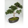 Cedro bonsai sintetico JARNO, con radici, in ciotola, verde, 40cm