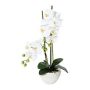 Orchidea Phalaenopsis DINKA in tessuto in vaso di ceramica, radici, bianca, 50 cm