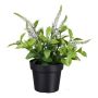 Fiore artificiale veronica GRINTOL in vaso decorativo, bianco, 18 cm