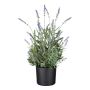 Fiore decorativo lavanda JARFA, viola, 50 cm
