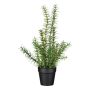 Erba artificiale rosmarino VENTALI in vaso decorativo, verde, 40 cm