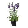 Fiore decorativo lavanda KENSY in vaso decorativo, viola, 30 cm
