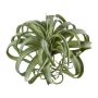 Succulenta artificiale Tillandsia streptophylla VANTIA, bastoncino, verde, 30 cm, Ø 35 cm