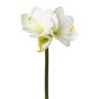 Fiore decorativo amarilli BELAV, bianco-verde, 70cm, Ø5-13cm